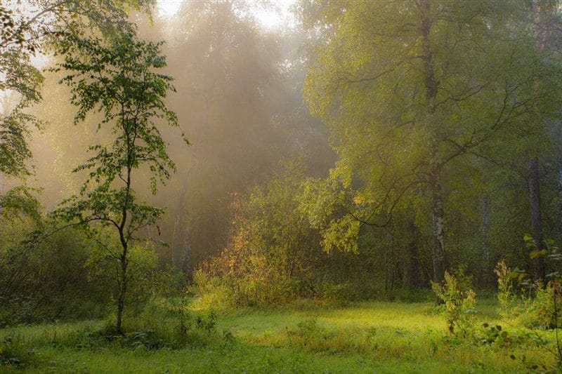 Картинки утро в лесу (75 фото) #31