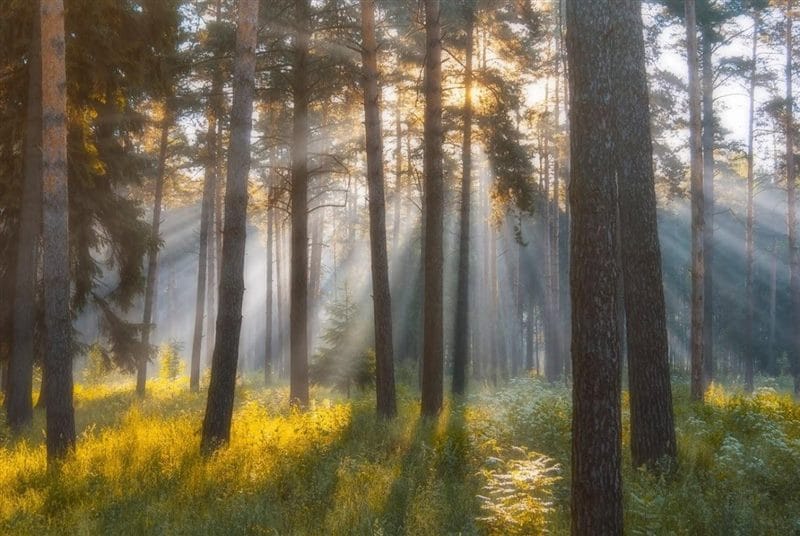 Картинки утро в лесу (75 фото) #41