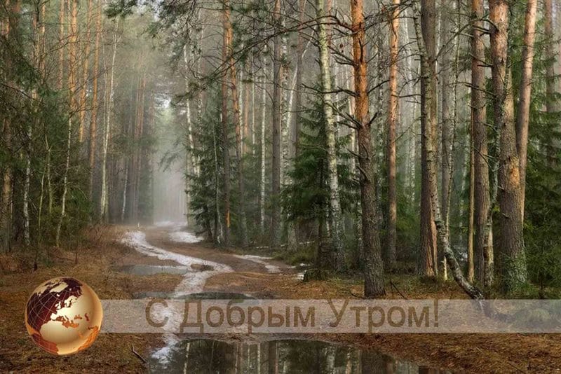 Картинки утро в лесу (75 фото) #26