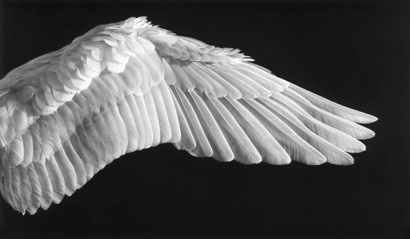 Картинки крылья (100 фото) #5