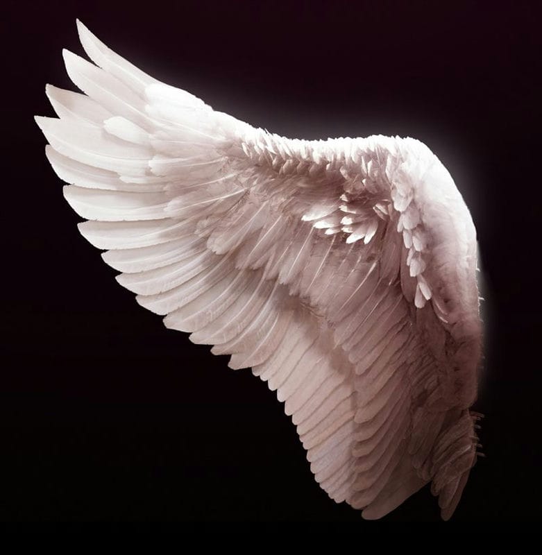 Картинки крылья ангела (100 фото) #48