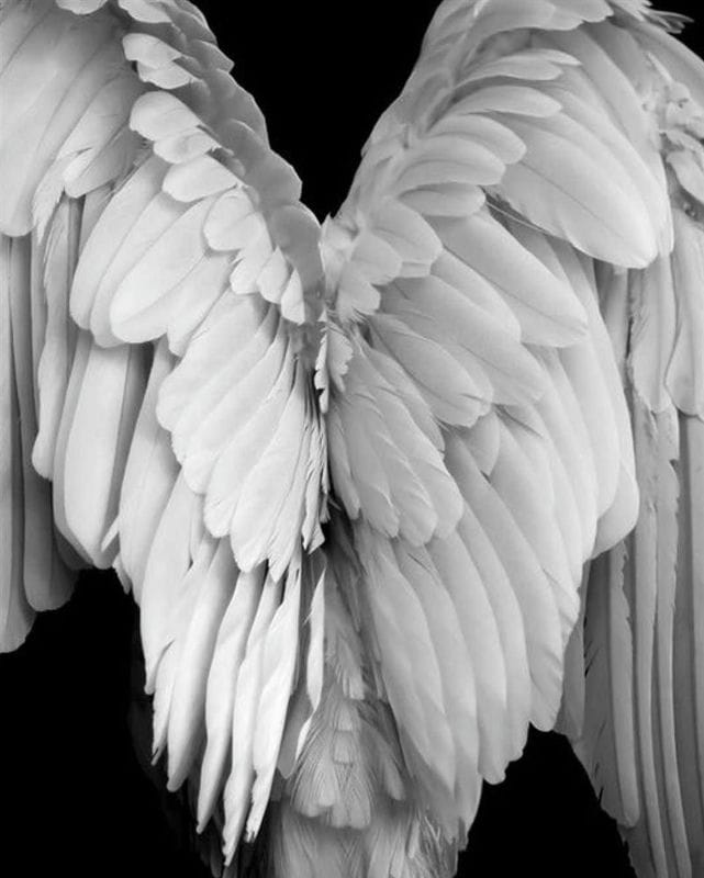 Картинки крылья ангела (100 фото) #47