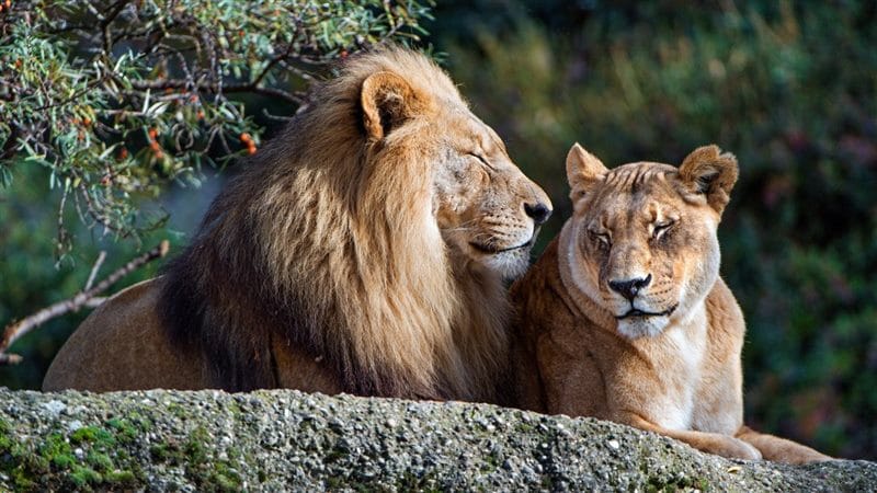 Картинки лев и львица (100 фото) #13