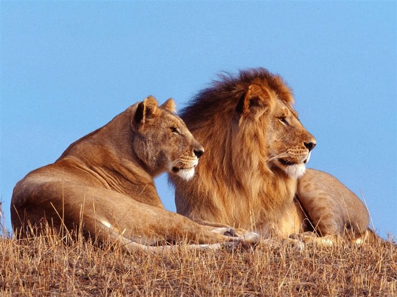 Картинки лев и львица (100 фото) #8