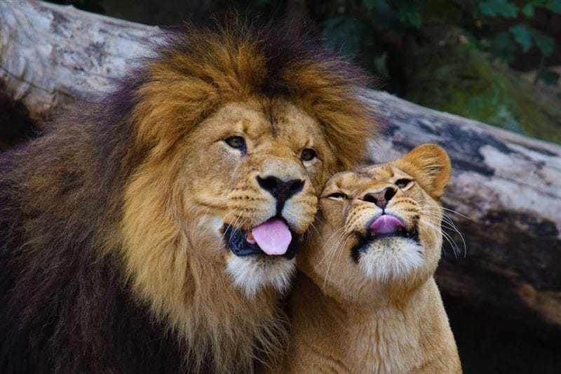 Картинки лев и львица (100 фото) #3