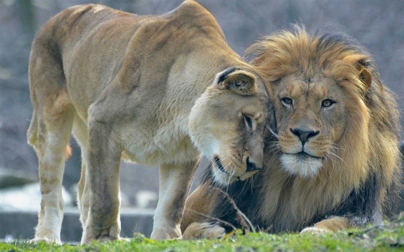 Картинки лев и львица (100 фото) #52