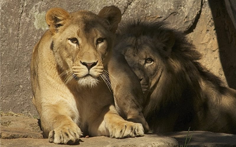 Картинки лев и львица (100 фото) #40