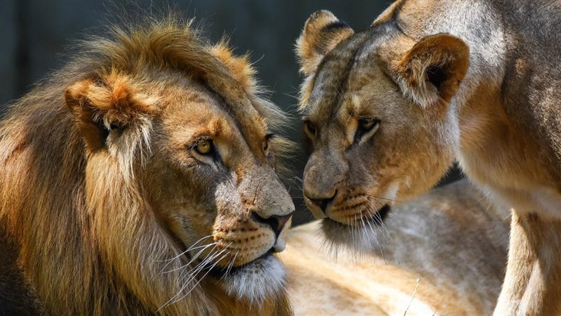 Картинки лев и львица (100 фото) #9