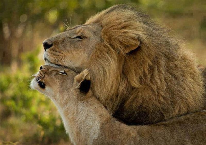 Картинки лев и львица (100 фото) #53