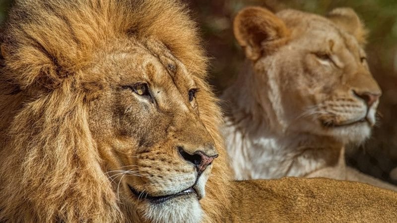 Картинки лев и львица (100 фото) #25