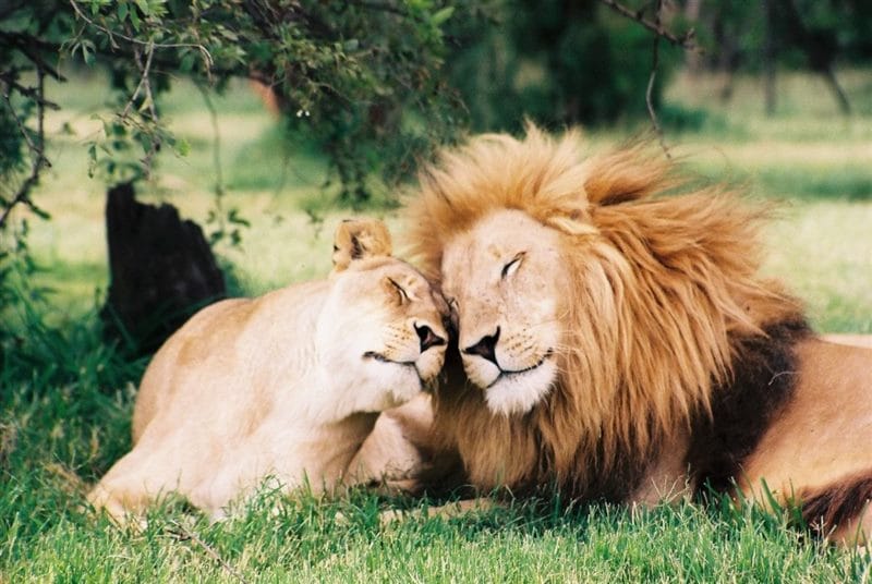 Картинки лев и львица (100 фото) #29