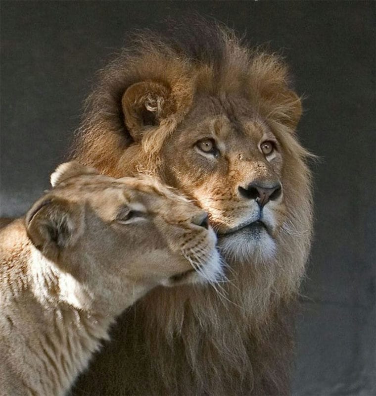 Картинки лев и львица (100 фото) #54
