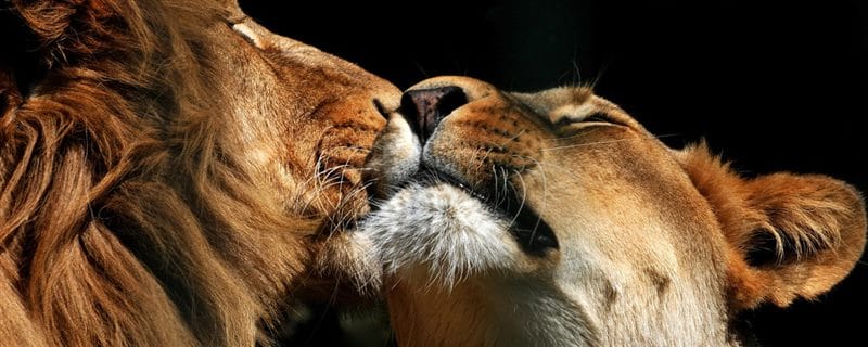 Картинки лев и львица (100 фото) #70
