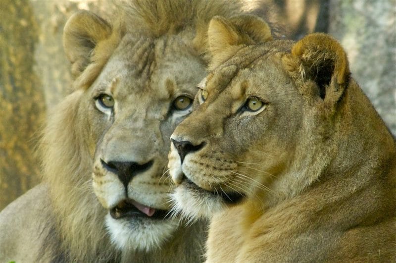 Картинки лев и львица (100 фото) #51