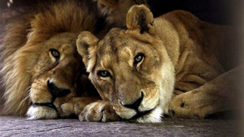 Картинки лев и львица (100 фото) #76