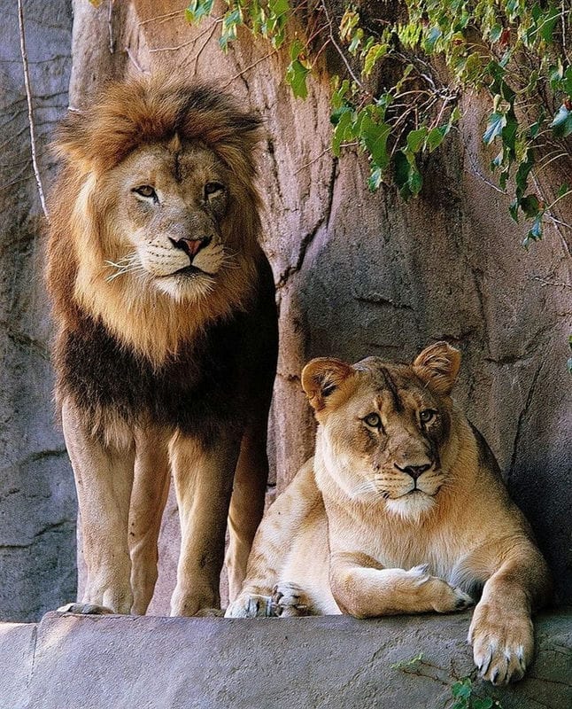 Картинки лев и львица (100 фото) #79