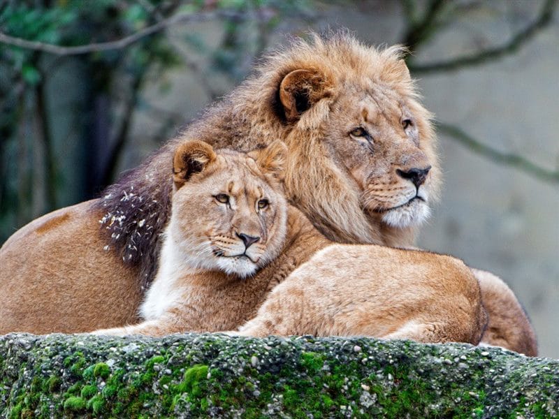 Картинки лев и львица (100 фото) #84
