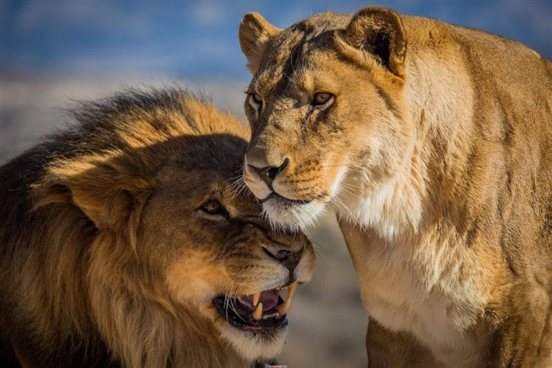 Картинки лев и львица (100 фото) #28