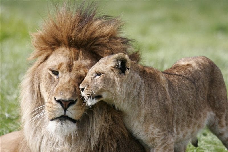 Картинки лев и львица (100 фото) #44