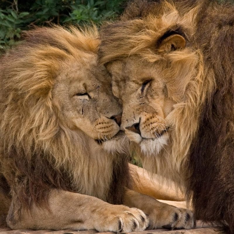 Картинки лев и львица (100 фото) #85
