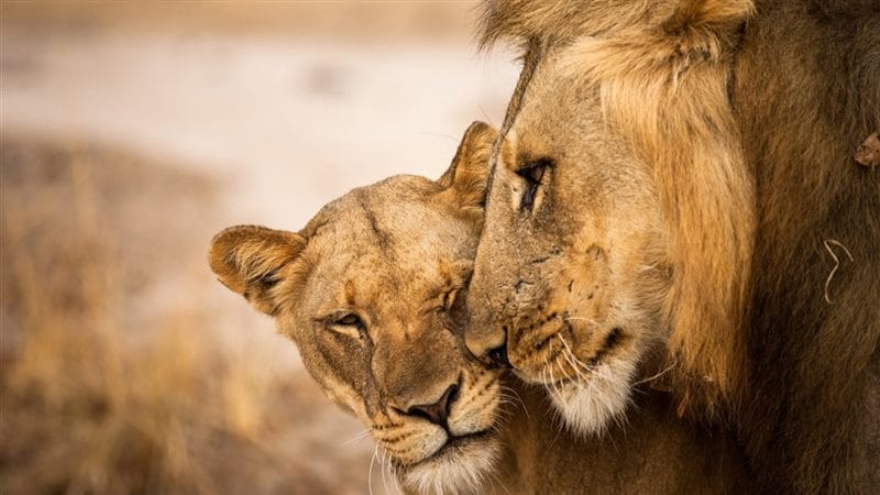 Картинки лев и львица (100 фото) #71