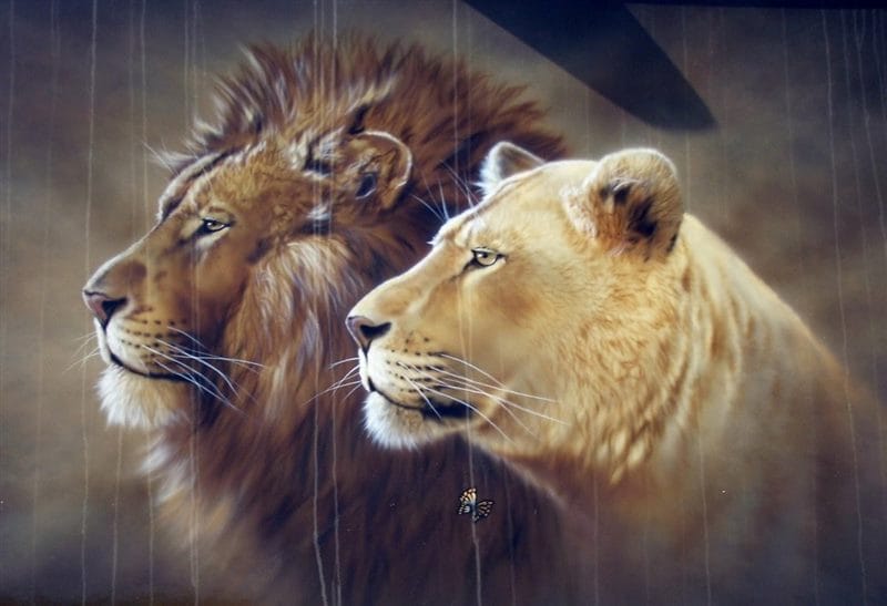 Картинки лев и львица (100 фото) #75