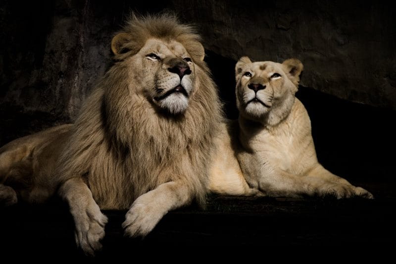 Картинки лев и львица (100 фото) #73
