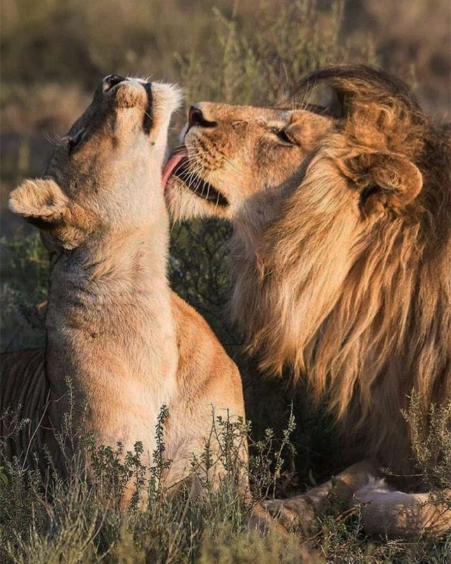 Картинки лев и львица (100 фото) #98