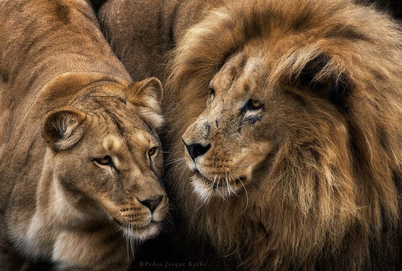 Картинки лев и львица (100 фото) #80