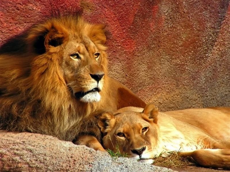 Картинки лев и львица (100 фото) #94
