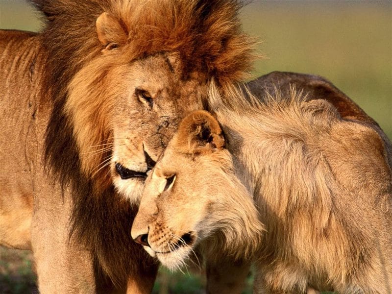 Картинки лев и львица (100 фото) #95