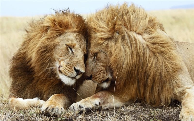 Картинки лев и львица (100 фото) #97