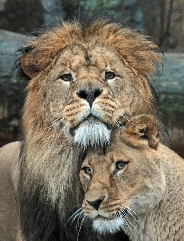 Картинки лев и львица (100 фото) #61