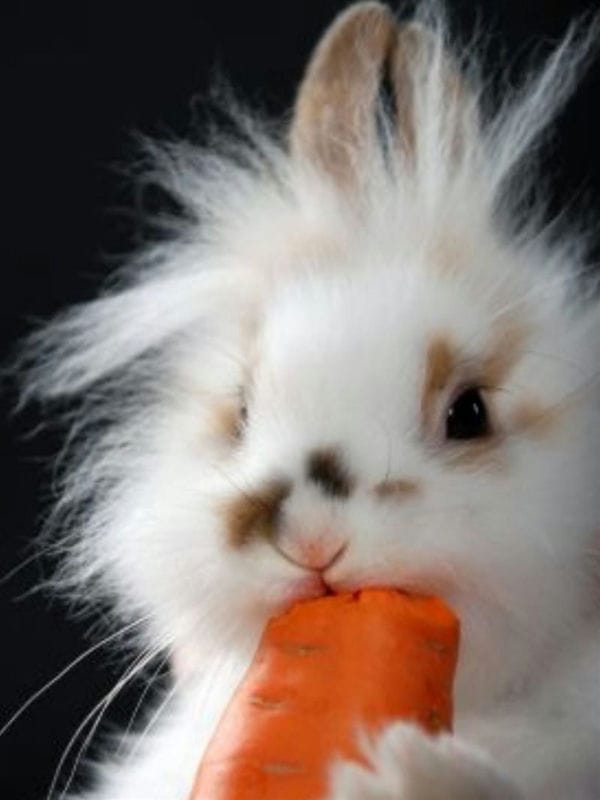 Картинки зайка с морковкой (70 фото) #41