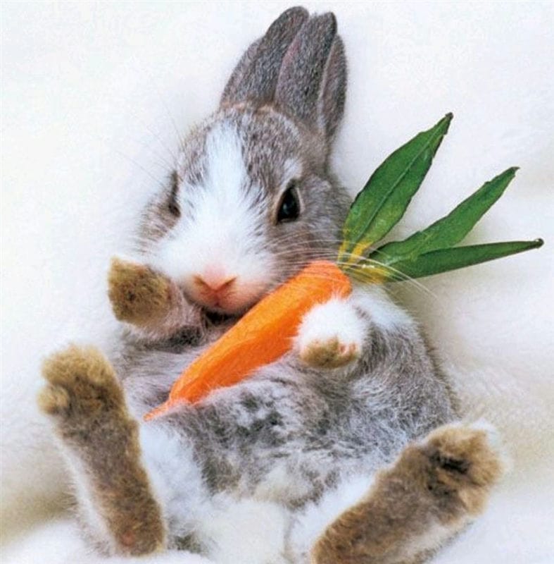 Картинки зайка с морковкой (70 фото) #48