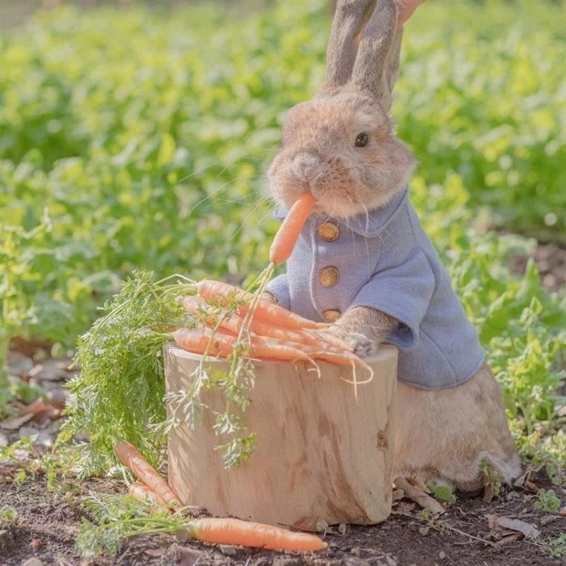 Картинки зайка с морковкой (70 фото) #55