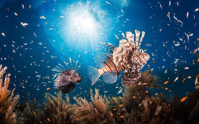 Картинки подводный мир (100 фото) #28