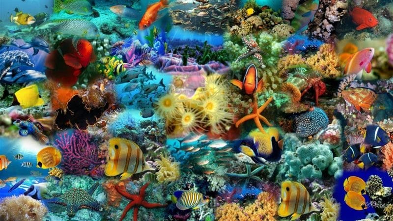 Картинки подводный мир (100 фото) #11