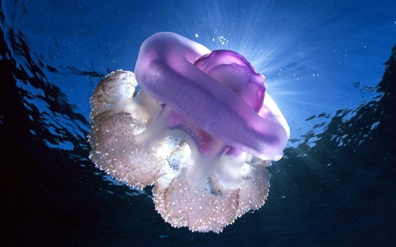 Картинки подводный мир (100 фото) #86