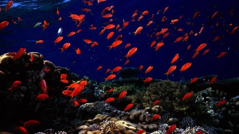 Картинки подводный мир (100 фото) #88