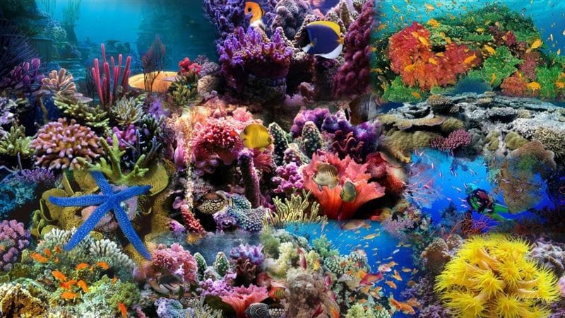 Картинки подводный мир (100 фото) #96