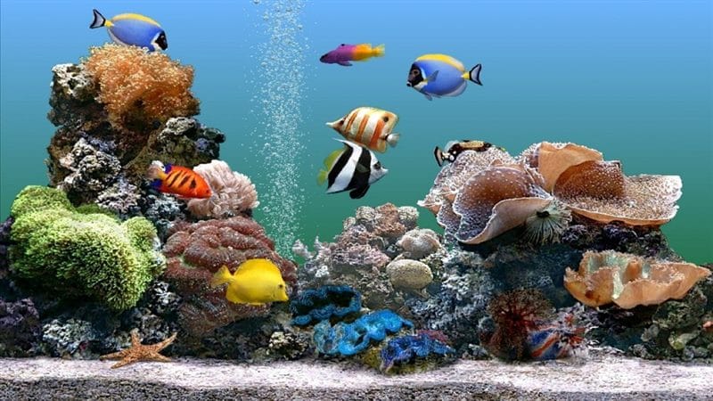 Картинки подводный мир (100 фото) #47