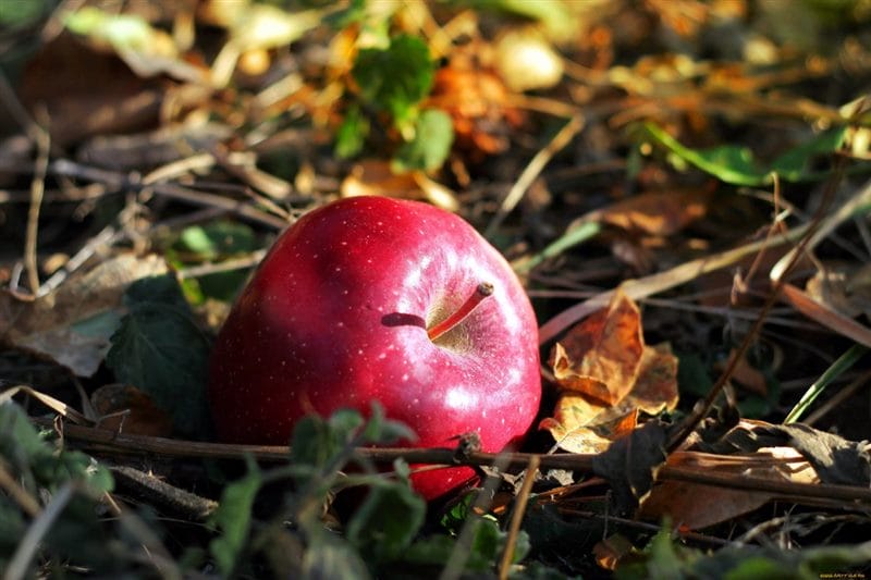 Картинки осенние яблоки (90 фото) #56