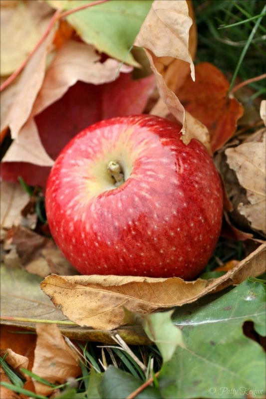 Картинки осенние яблоки (90 фото) #86