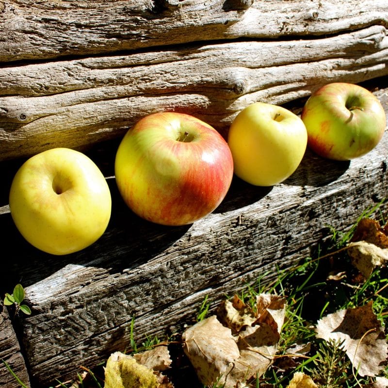 Картинки осенние яблоки (90 фото) #76