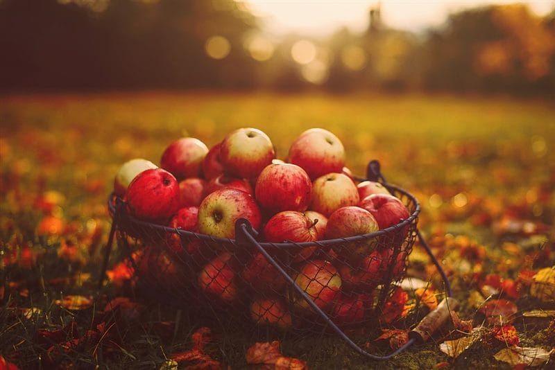Картинки осенние яблоки (90 фото) #67