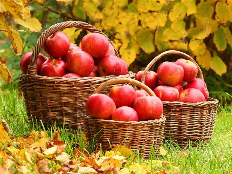Картинки осенние яблоки (90 фото) #81