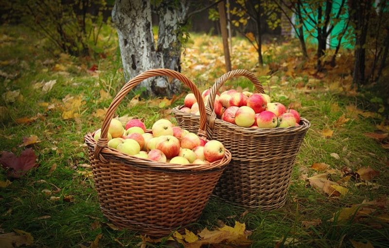 Картинки осенние яблоки (90 фото) #17