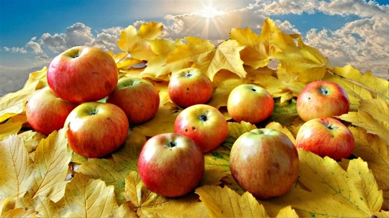 Картинки осенние яблоки (90 фото) #57