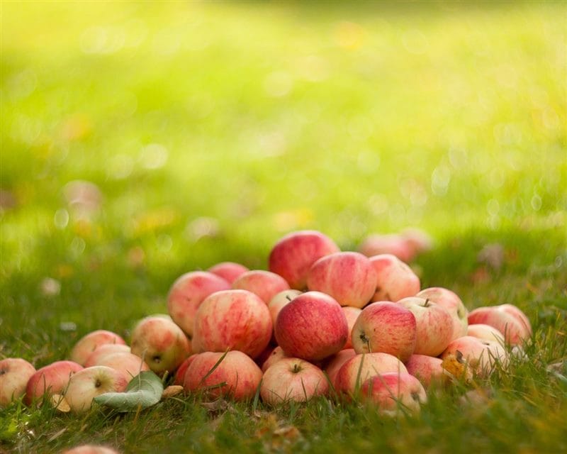 Картинки осенние яблоки (90 фото) #65
